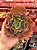 Echeveria corralium 01 (corte) - Imagem 1