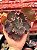 Echeveria one up (corte) - Imagem 1
