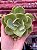 Echeveria chantilly green (corte) - Imagem 1