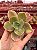 Echeveria sweet snow (corte) - Imagem 1