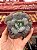 Echeveria hearts delight (corte) - Imagem 1