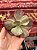 Echeveria pallace 01 (corte) - Imagem 1