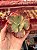 Echeveria pallace 02 (corte) - Imagem 1