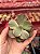 Echeveria pallace 03 (corte) - Imagem 1