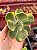 Echeveria enfant (corte) - Imagem 1
