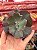 Echeveria capricorn (corte) - Imagem 1