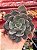 Echeveria painted frills híbrida (corte) - Imagem 1