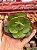 Echeveria liz 02 (corte) - Imagem 1