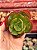 Echeveria liz 03 (corte) - Imagem 1