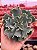 Echeveria medusa (corte) - Imagem 1
