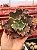 Echeveria lucy V (corte) - Imagem 1