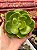 Echeveria mandala citrus (corte) - Imagem 1