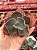 Echeveria delphinus (corte) - Imagem 1