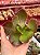 Echeveria mauna portuguesa 01 (corte) - Imagem 1