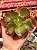 Echeveria mauna portuguesa (corte) - Imagem 1
