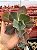 Echeveria la femme 01 (corte) - Imagem 1