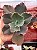 Echeveria la femme 02 (corte) - Imagem 1