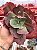Echeveria copahue (corte) - Imagem 1