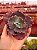 Echeveria crescent spring (corte) - Imagem 1