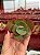 Echeveria tornado reversa (corte) - Imagem 1