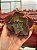 Echeveria whiz kid (corte) - Imagem 1