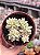 Sedum mirinae variegata - Imagem 1
