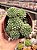Echeveria vincent catto - Imagem 1