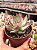 Echeveria casio variegata - Imagem 2