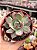 Echeveria casio variegata - Imagem 1