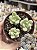 Sedum candy - Imagem 1