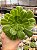 Aeonium yuri - Imagem 1