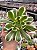Aeonium red sleeve - Imagem 1
