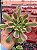 Aeonium red sleeve - Imagem 1