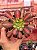 Aeonium pink witch yellow - Imagem 1