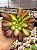 Aeonium pink witch yellow - Imagem 1