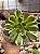 Aeonium green witch - Imagem 1