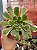 Aeonium green witch - Imagem 1