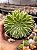 Aeonium emerald ice - Imagem 1