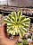 Aeonium sinya - Imagem 1