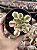 Aeonium sinya - Imagem 1