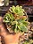 Echeveria luella (colônia) - Imagem 1
