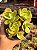 Echeveria pálida (colonia) - Imagem 1