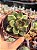 Echeveria ebony green - Imagem 1