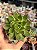 Echeveria christmas - Imagem 1