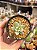 Echeveria eagles beak variegata - Imagem 1