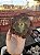 Echeveria bronze boy (corte) - Imagem 1