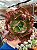 Echeveria can can (corte) - Imagem 1
