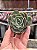 Echeveria love’s light (corte) - Imagem 1