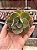 Echeveria híbrida 83B (corte) - Imagem 1