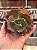 Echeveria kavaradossi (corte) - Imagem 1